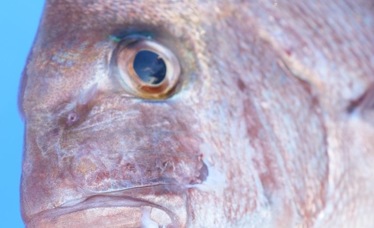 Concerns ‘social relationships’ of WA fisheries officers are hindering fight against illegal fishing