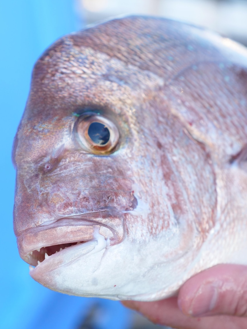 Concerns ‘social relationships’ of WA fisheries officers are hindering fight against illegal fishing