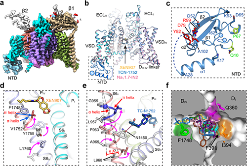 Researchers Provide Structural Insights into NaV1.7 Modulation by Inhibitors | Mirage News