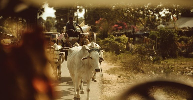 Speak Up, Veterinary and Animal Scientists, Against the Non-Science Surrounding the Cow