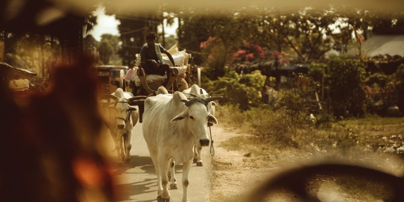 Speak Up, Veterinary and Animal Scientists, Against the Non-Science Surrounding the Cow