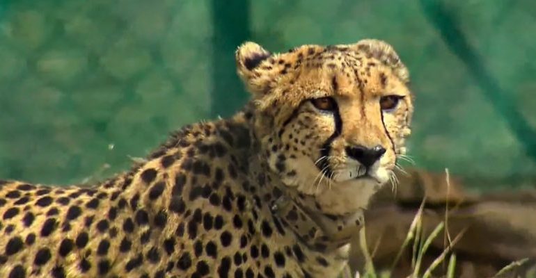 Cheetah Ventures Out of Kuno, Authorities Bring It Back