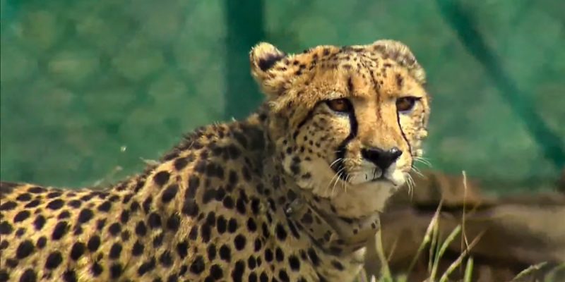 Cheetah Ventures Out of Kuno, Authorities Bring It Back