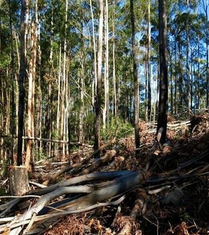 EPA staff lack basic equipment for forestry inspections, NSW auditor-general finds