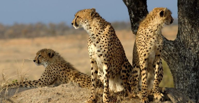 Three More Cheetahs Have Neck Infections; Expert Says Last Cheetah Death ‘Potentially Avoidable’
