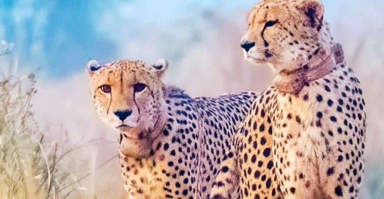 Project Cheetah: Radio Collar Infections a ‘Cause for Concern’, Team Expert Questions Ground Support