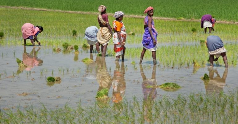 Chhattisgarh Polls: Farmers’ Votes at Centre of Politics on Paddy Prices, Loan Waivers, Development