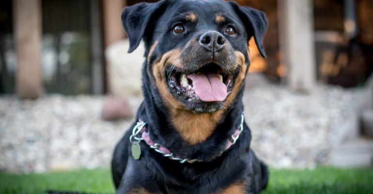 Wag the Dog: Canine News Has Been Stepping out of the Kennel