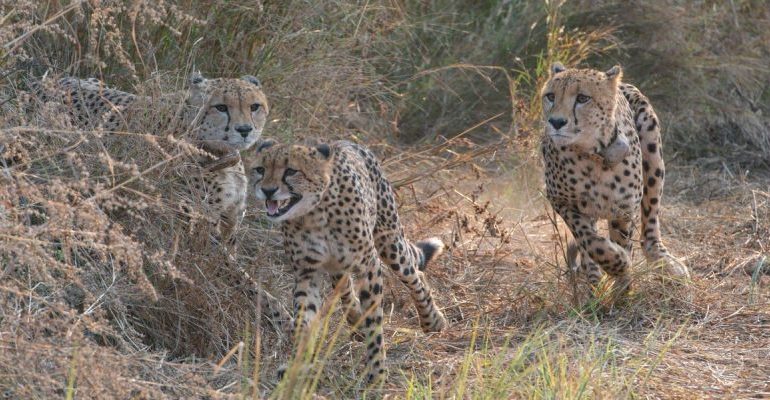 Exclusive | Secrecy, Political Rivalry, Egos Problems for Project Cheetah: South African Expert