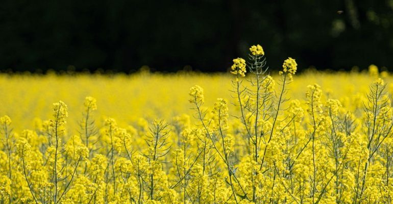 Of Magic Beans and Modified Mustard: How GMOs Will Destroy Indian Agriculture and Impact Health